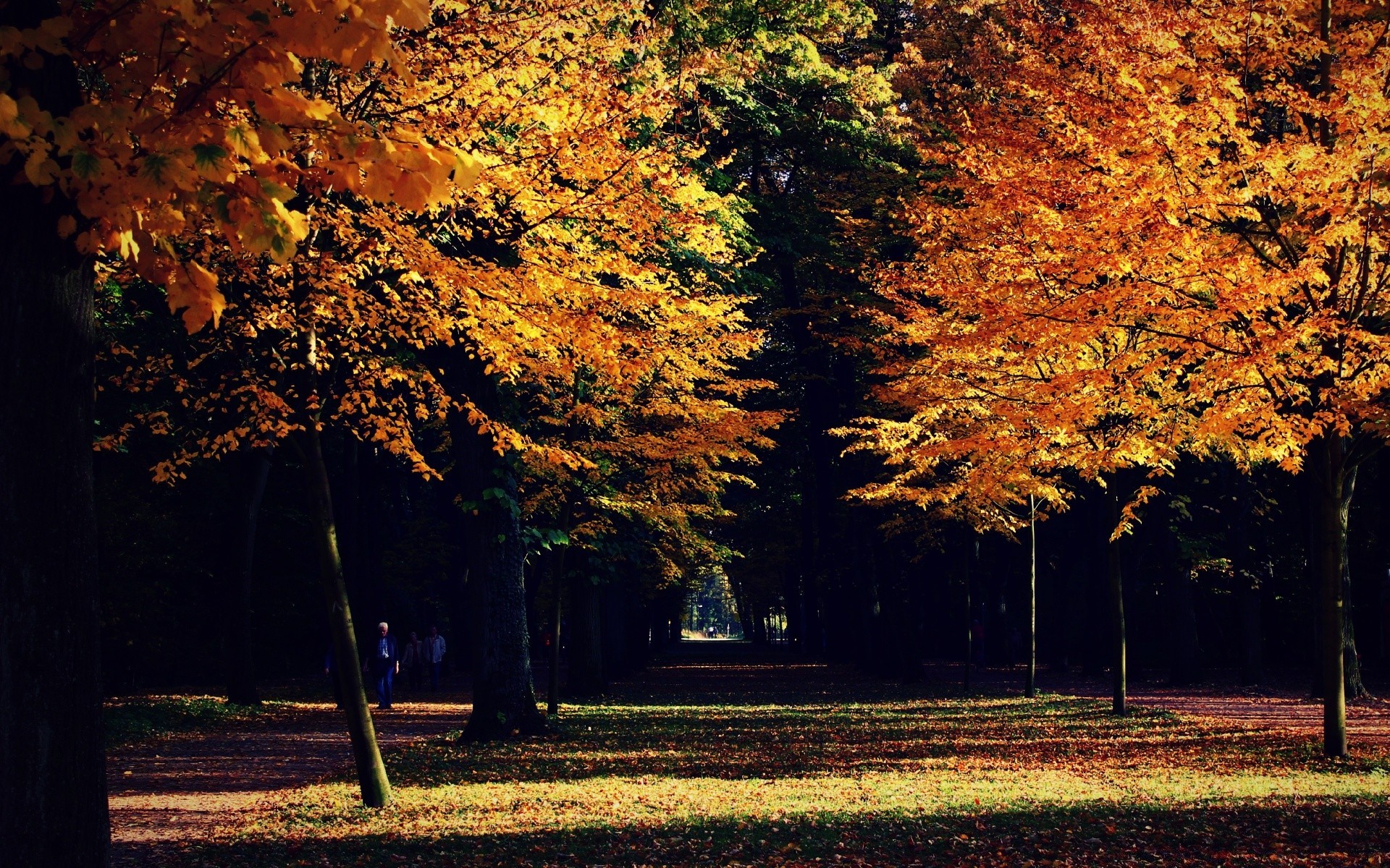 otoño otoño hoja árbol arce parque paisaje temporada madera naturaleza al aire libre escénico amanecer buen tiempo oro brillante luz del día exuberante cambio