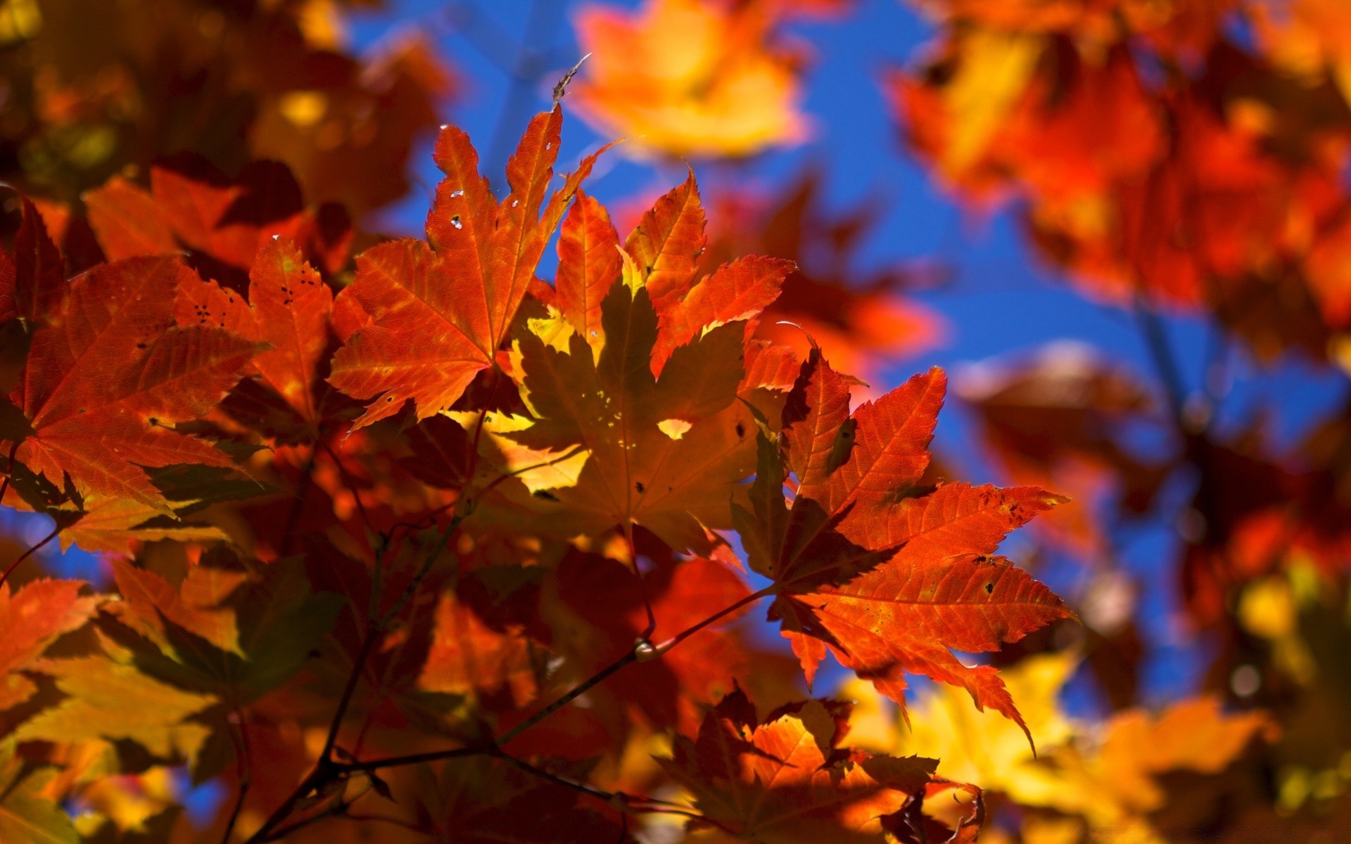 otoño otoño hoja arce brillante al aire libre naturaleza cambio exuberante temporada color buen tiempo árbol oro flora