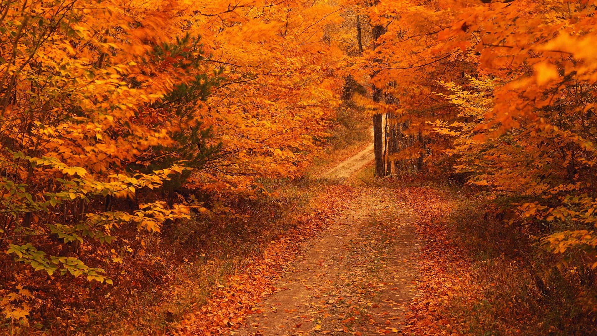 herbst herbst blatt holz landschaft holz park natur ahorn im freien landschaftlich straße saison gold medium tageslicht dämmerung farbe