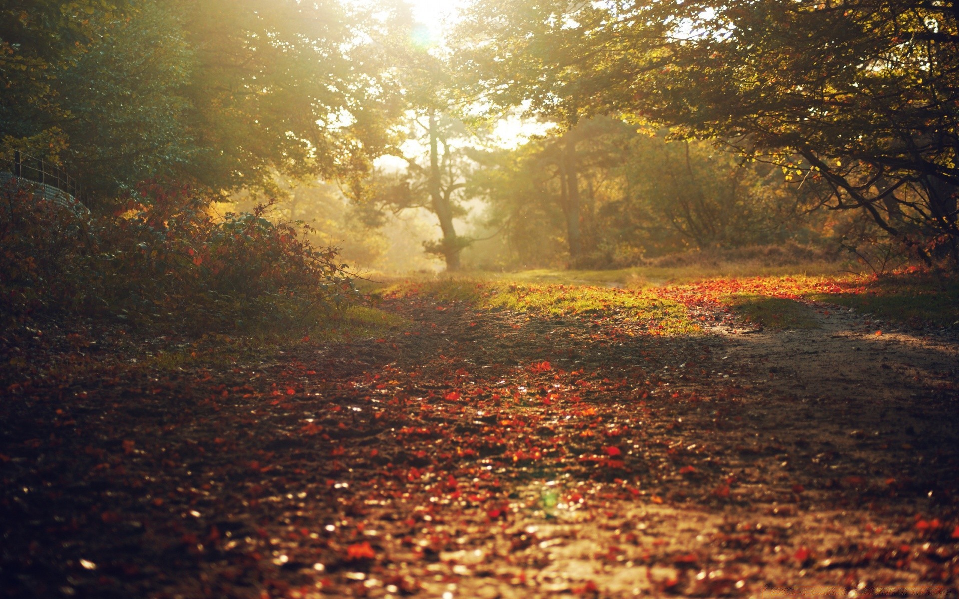 jesień jesień krajobraz drzewo drewno park liść natura mgła sezon światło świt środowisko sceniczny na zewnątrz złoto światło dzienne pogoda mgła pulpit