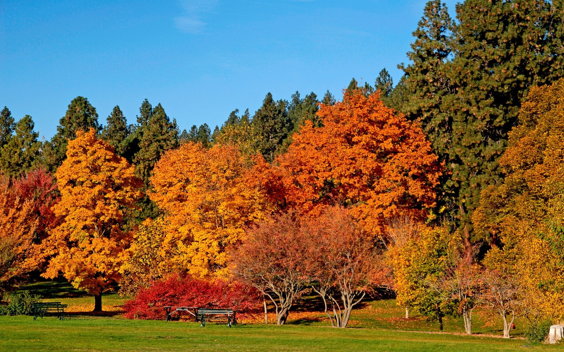 herbst herbst holz blatt landschaft holz natur saison im freien park landschaftlich hell gutes wetter des ländlichen raumes landschaft landschaft szene ahorn medium gras