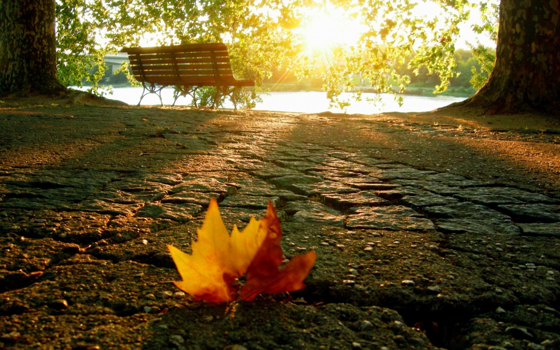 autumn fall leaf nature wood tree outdoors park water light landscape