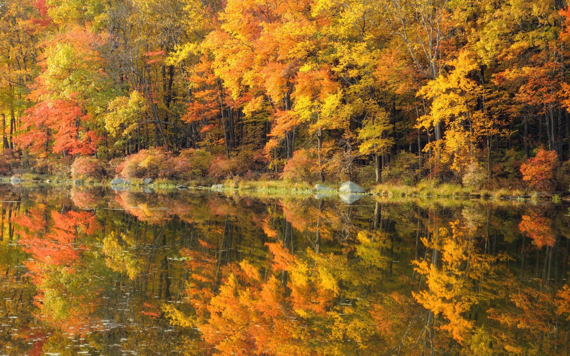 otoño otoño hoja arce madera árbol temporada naturaleza paisaje oro color parque brillante escritorio paisaje al aire libre escénico escena