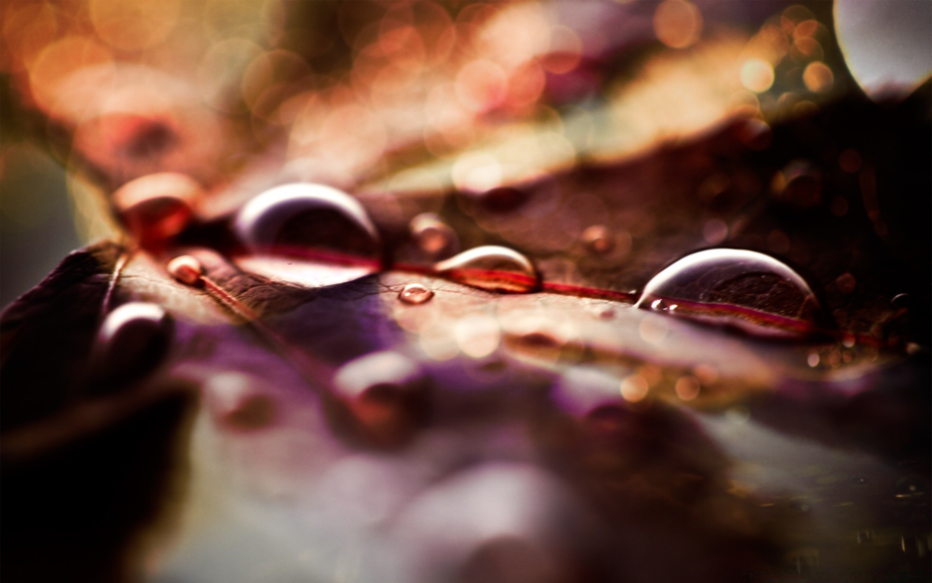 herbst desktop farbe trinken dekoration hochzeit blume tropfen schließen glänzt