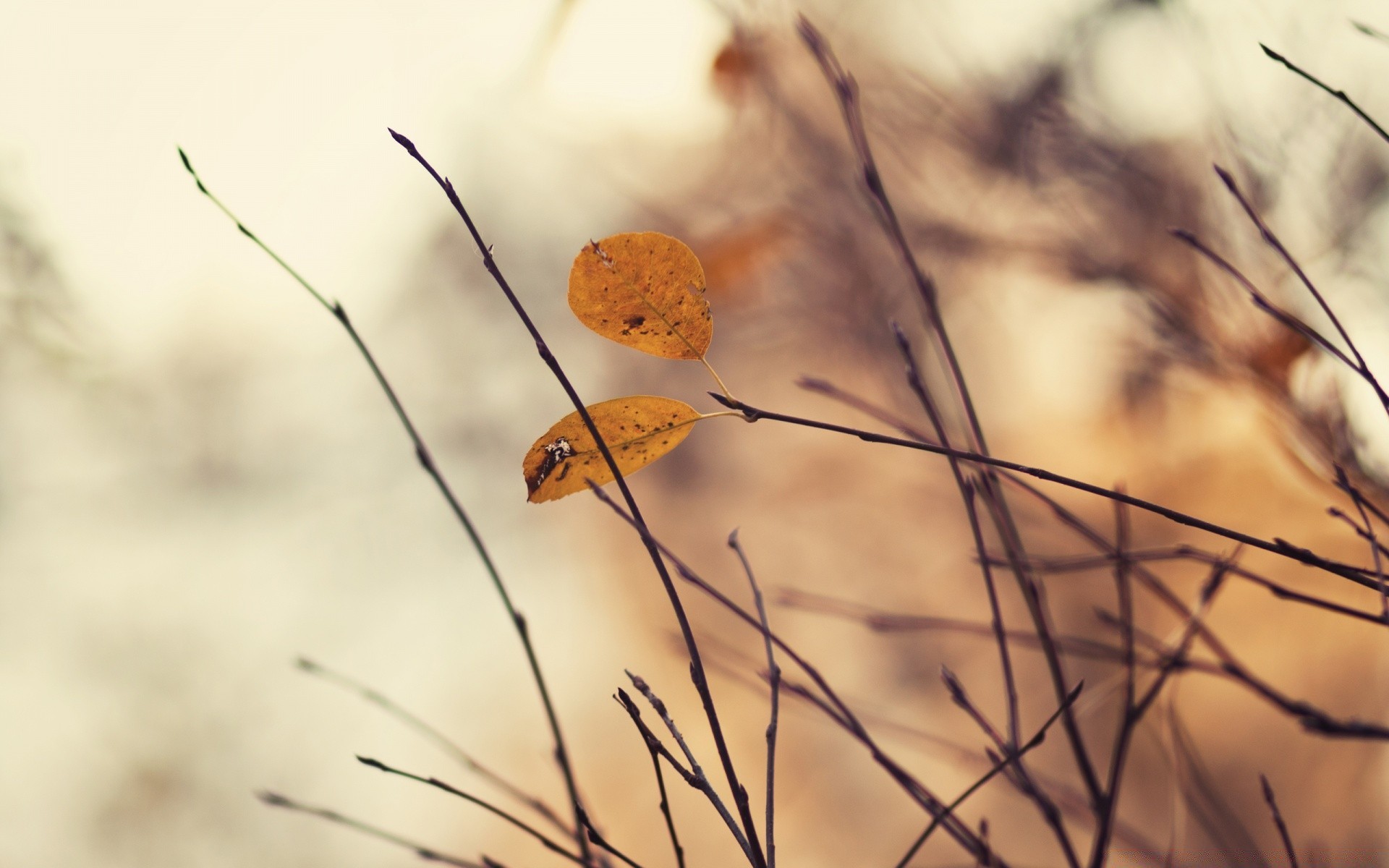 herbst natur insekt im freien schließen flora blatt dämmerung desktop baum farbe