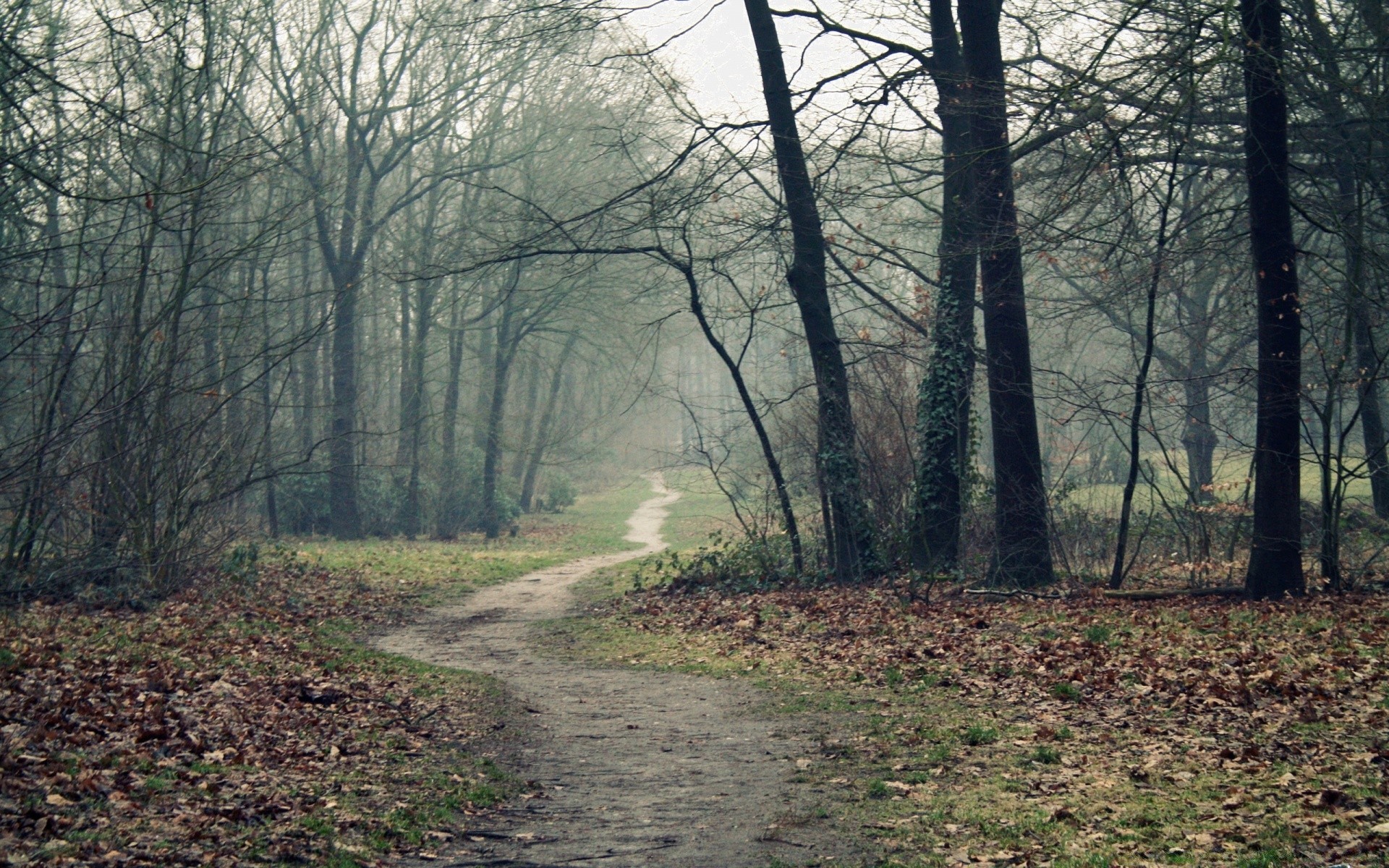 autumn tree landscape wood road environment nature fall park fog guidance leaf dawn mist branch season scenic weather light outdoors