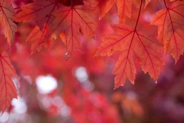 Hojas de otoño de arce brillante