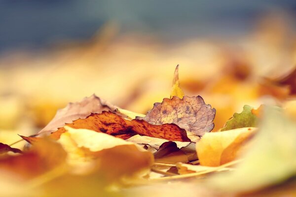 Bunte Herbstblätter haben die ganze Erde eingeschläfert