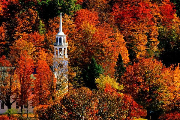 Árboles de otoño y una aguja en el bosque