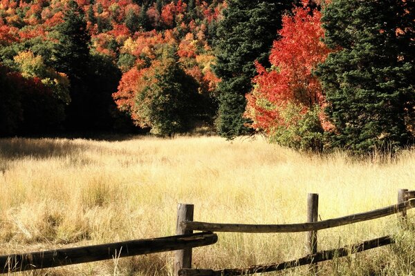 Autumn nature, trees in bright autumn colors, dry autumn grass