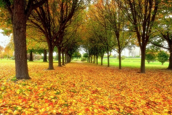 The road is covered with autumn leaves