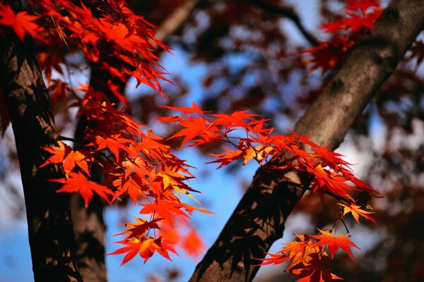 Ahornblätter auf einem Baum. Herbst