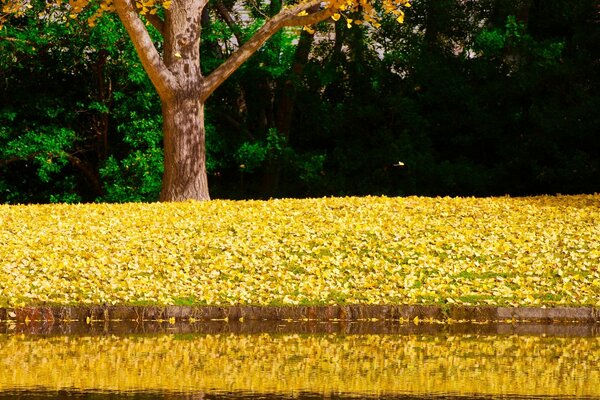 Herbstblätter haben das Feld eingeschläfert