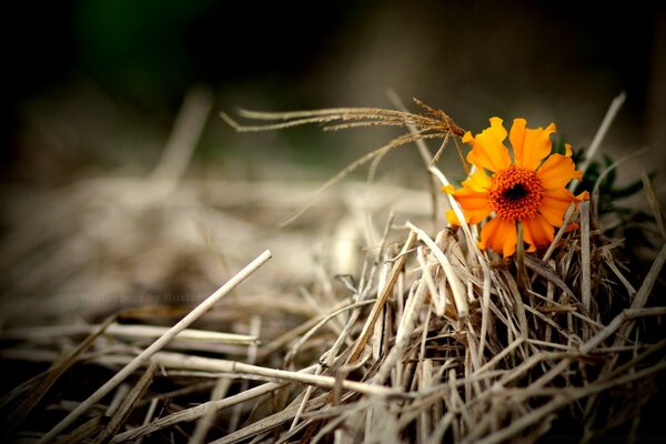 Blume im trockenen Gras des Herbstes