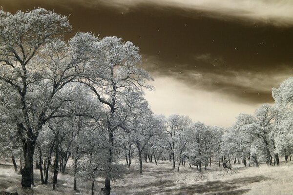 Día de nieve de invierno en el bosque