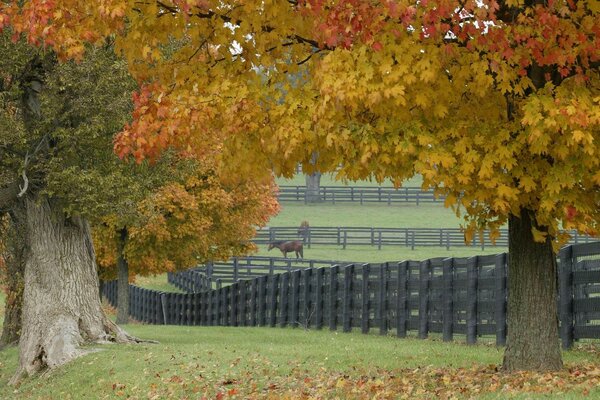 Saison d automne dans les pâturages de chevaux