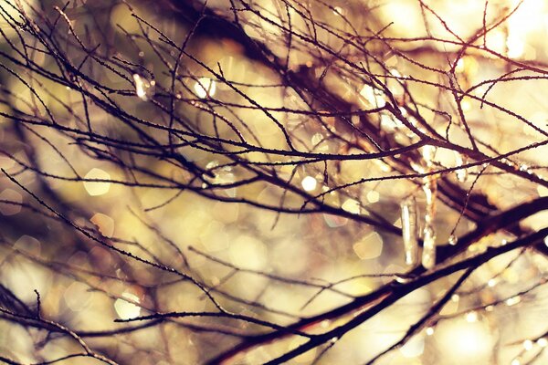 A branch of an autumn tree at dawn