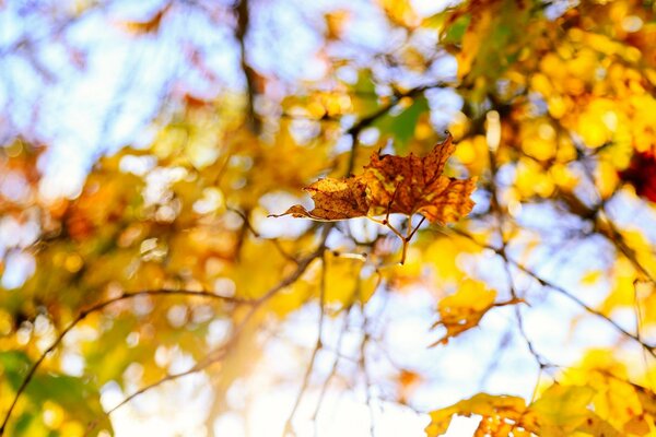 Hojas de árbol de otoño amarillo