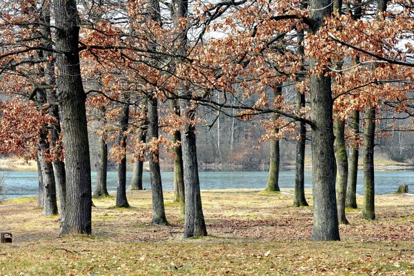 Alberi autunnali sullo sfondo del fiume