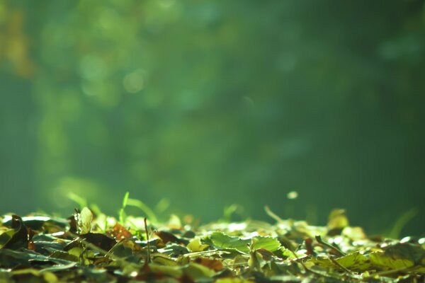 Fallen autumn leaves with blurring