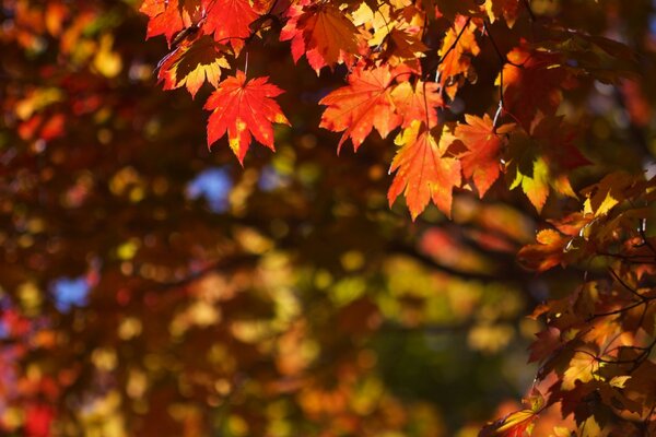 Folhas brilhantes de outono. Natureza