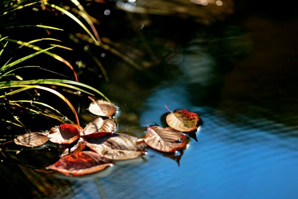 Fallen autumn leaves on the lake