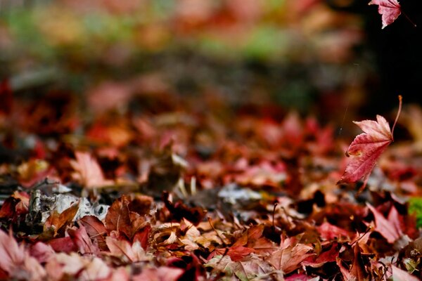 The ground in the forest, strewn with red maple leaves