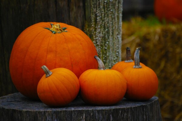 Vier Kürbisse für Halloween