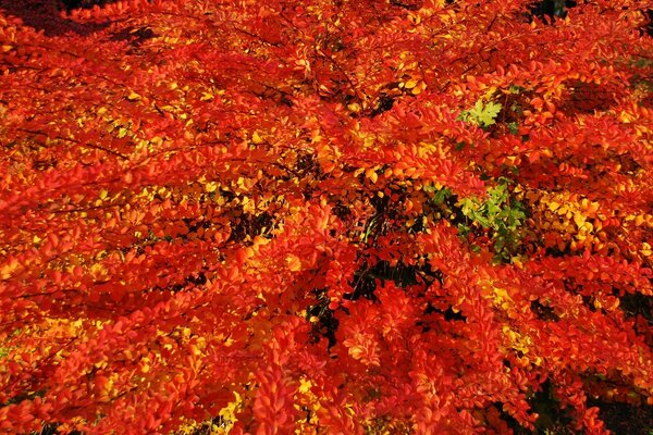 Ahornblätter in der Herbstsaison