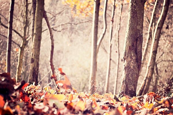 Journée dans la forêt d automne