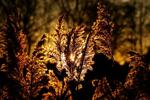 Nature in gold. Tree. Wood