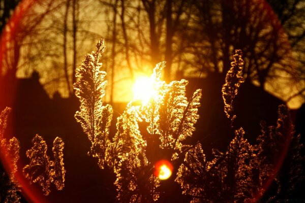 Plantes d automne dans un fond de coucher de soleil