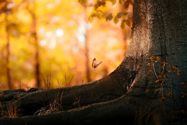 Naturaleza. Otoño. Árbol. Paisaje