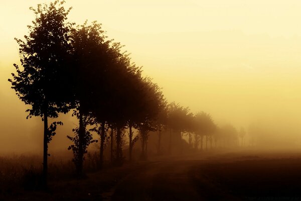 Nebel auf den Bäumen im Sonnenuntergang. Herbst