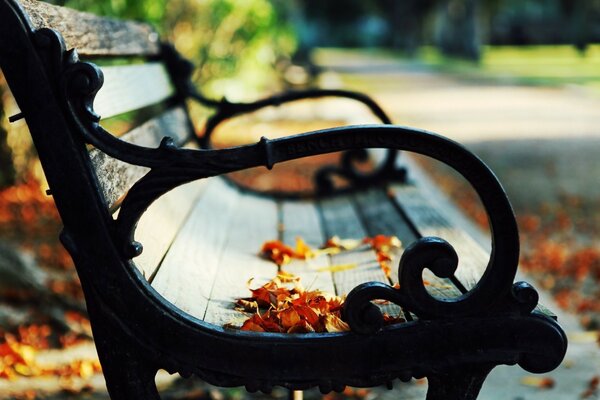 Autumn garden. Wooden bench