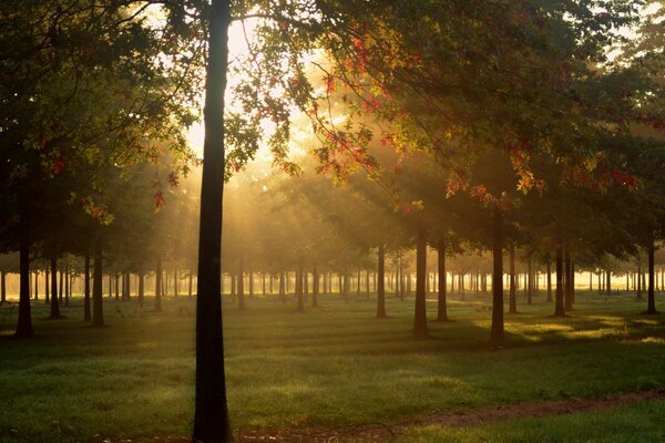 Autumn dawn in the forest