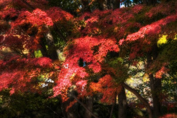 Árbol de arce de otoño en el bosque