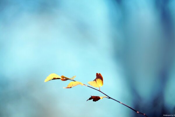 Bright colors of autumn trees