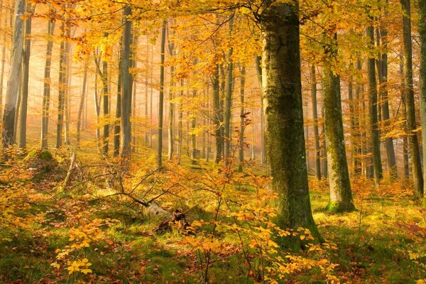 La caída de las hojas de otoño me gusta ver a finales de septiembre