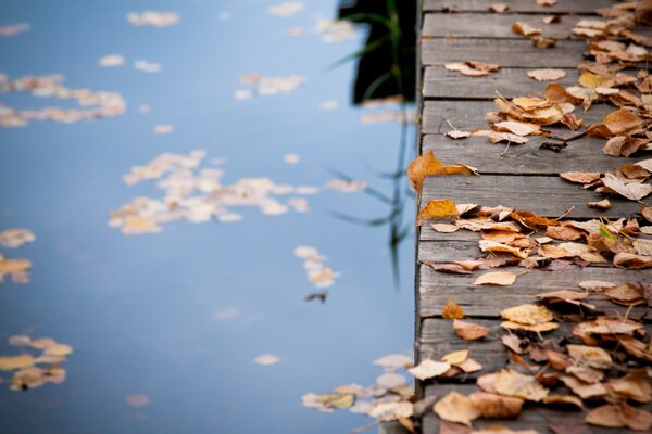 Hojas de otoño en un puente de madera