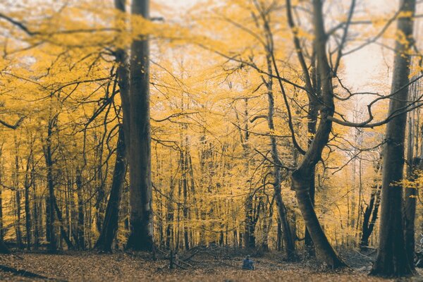 Árboles de otoño. Paisaje. Madera