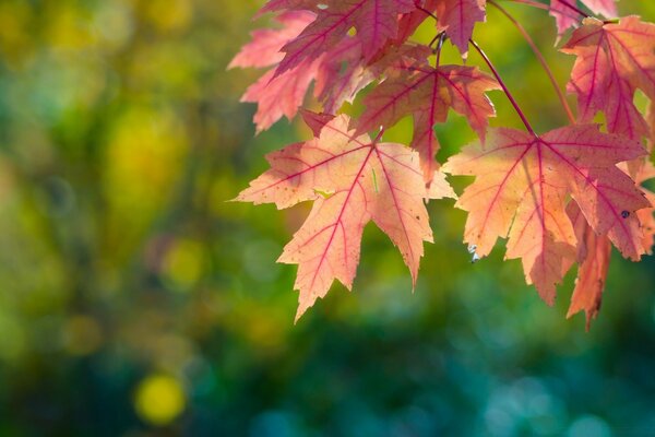 Arbre de feuille d érable d automne