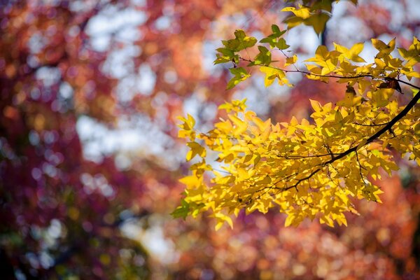 Picture of a branch with autumn leaves