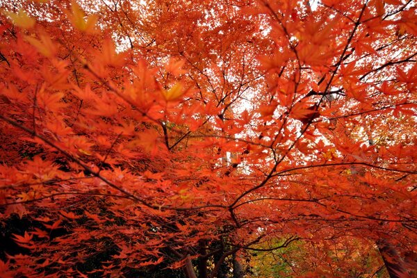 Feuilles d érable rouge