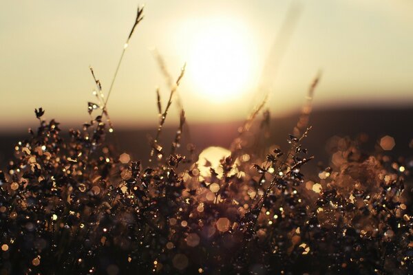 Sunset in the autumn field