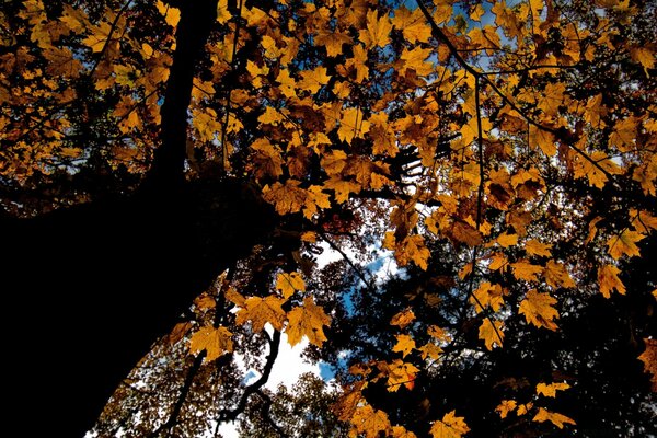 Corona alta de arce de otoño