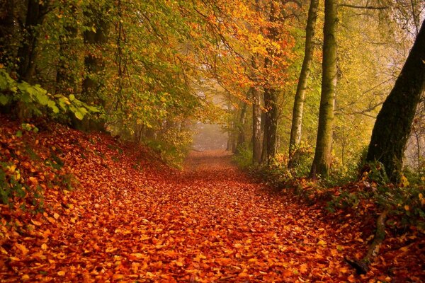 A hot autumn day in the forest