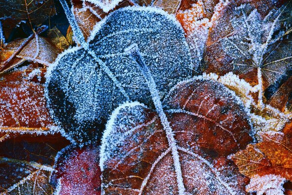 Erste Fröste auf Herbstblättern