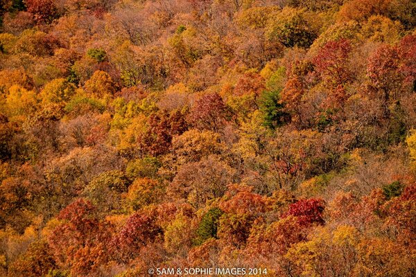 Herbststräucher mit einem festen Teppich in Orange und Rot und Grün