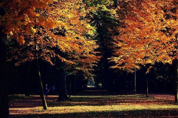 Lichtstrahlen schleichen sich durch die Bäume im Herbstwald